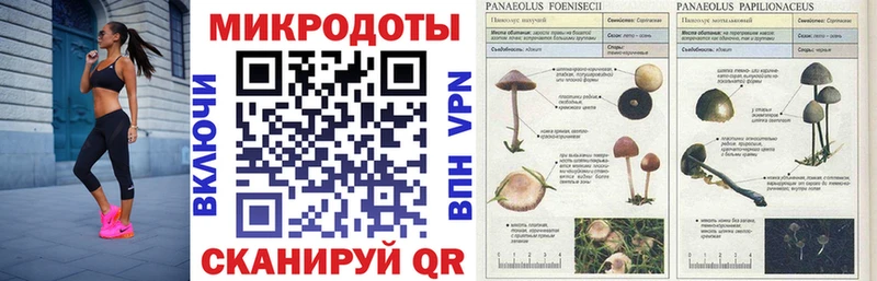 Галлюциногенные грибы Psilocybine cubensis Усинск